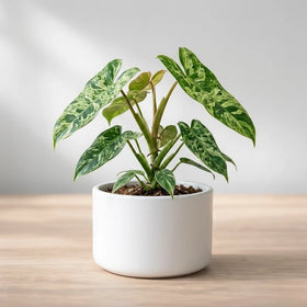 Philodendron Paraiso Verde Plant Sapling(1pc)