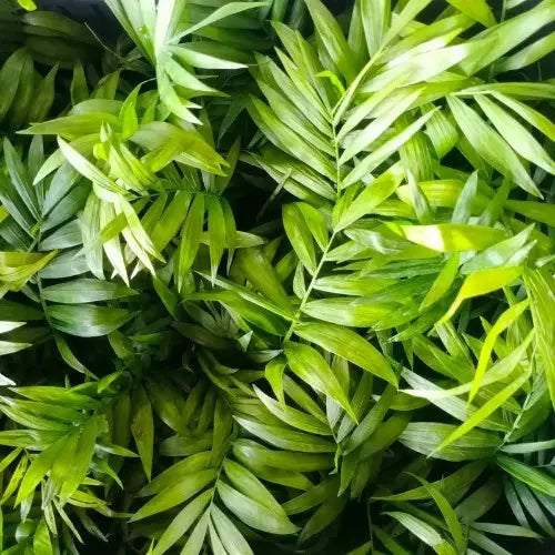 Multiple Chamaedorea Elegans Palm Plant leaves
