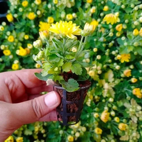 chrysanthemum yellow (holding by hand)