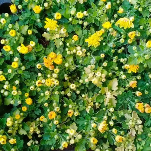 multiple yellow chrysanthemums