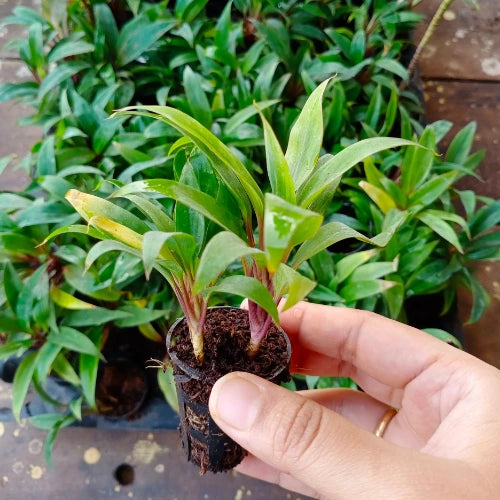 Multiple Cordyline Brown Plant Sapling holding by hand in apot