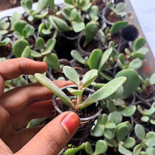 Crassula Ovata Plant holding by hand
