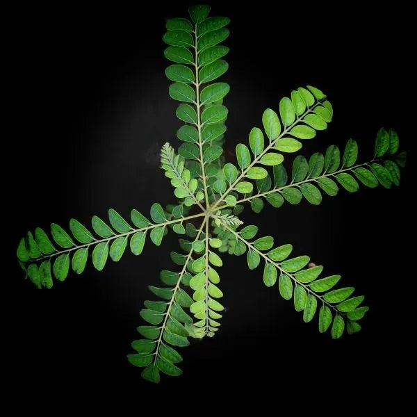 This is an image of several branches of green curry plant leaves placed against black background.
