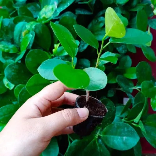 Ficus Microcarpa Bonsai Plant Sapling.is holding by hand