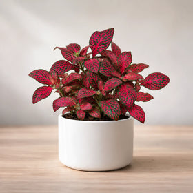 Fittonia Red Sapling (1pc)