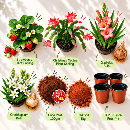Winter Blooms Starter Set