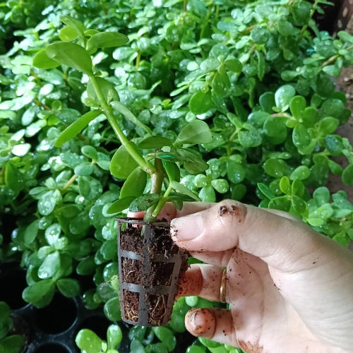 Jade Plant Sapling holding by hand