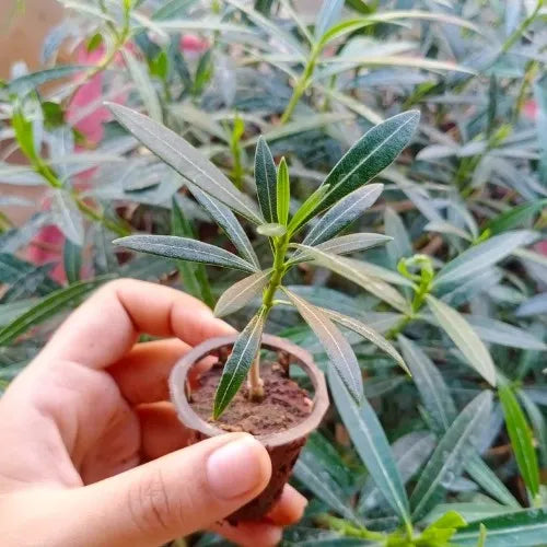 Kaner, Nerium Oleander Plant holding by hand