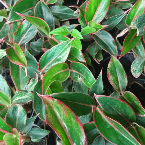 Aglaonema Lipstick Plant sapling