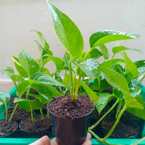 Close up view of Hand holding the Money Plant Sapling