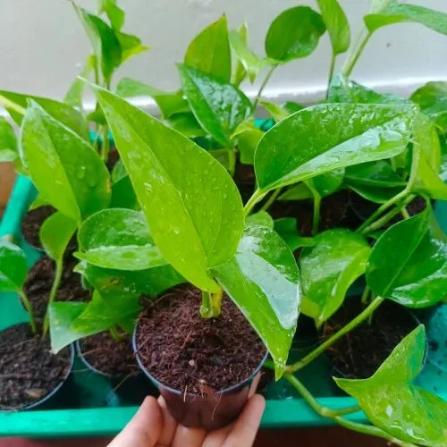 Hand holding the Money Plant Sapling