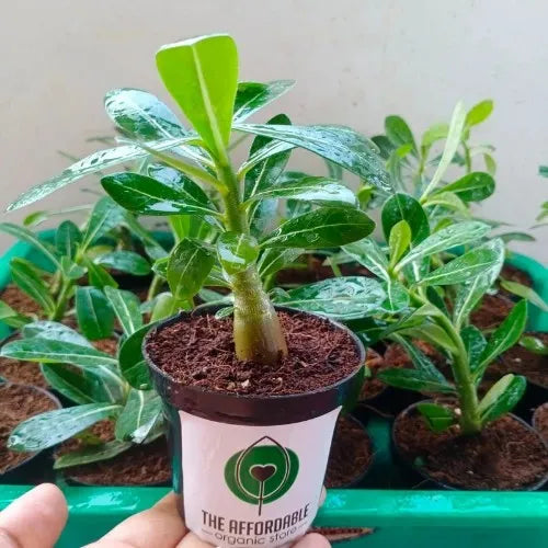 Desert Rose Adenium Plant Sapling in a pot