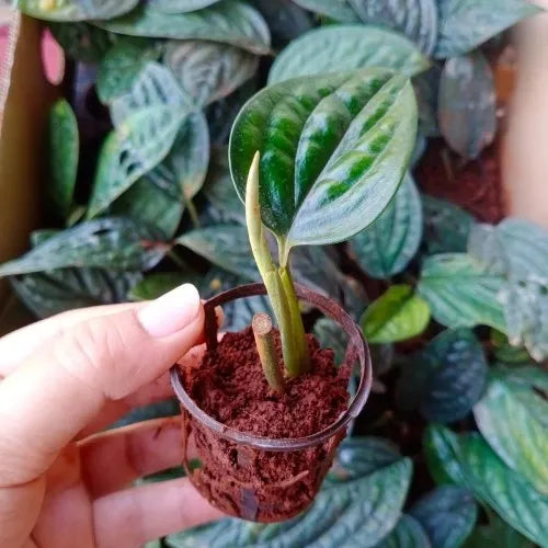 Hand holding the Monstera Peru Plant .