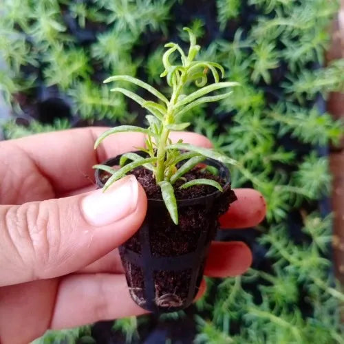 Hand holding sapling  of Moss Rose Plant