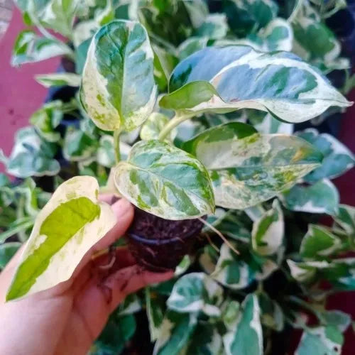 Hand holding the N'joy Money Plant Sapling .