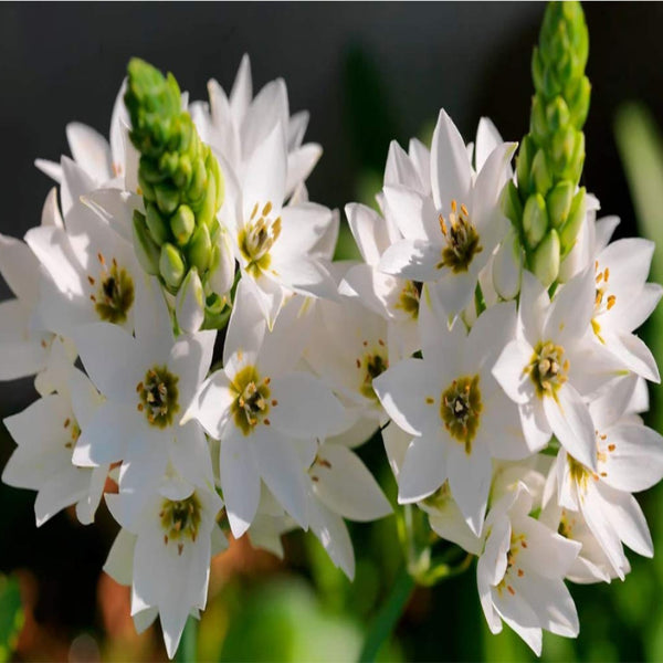 Orinithogalum Flowers that are white in colour.