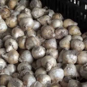 Bulbs of the Orinithogalum plant.