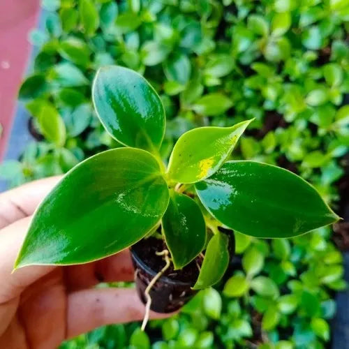 Hand holding the  saplings of the Philodendron Birkin Plant .