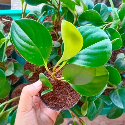 Hand holding a healthy Peperomia green plant