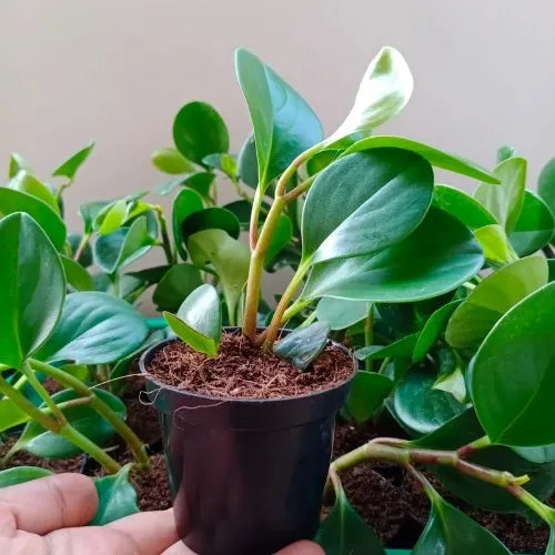 A small sapling of the Peperomia green plant
