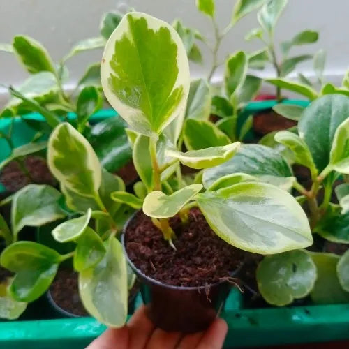 Hand holding the Peperomia Obtusifolia Variegated Sapling .