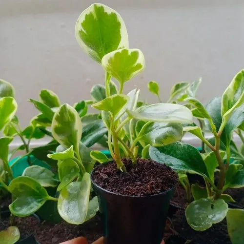 A pot with Peperomia Obtusifolia Variegated Sapling .