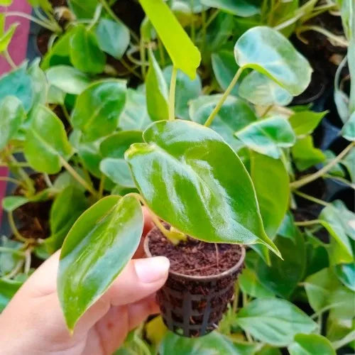 Hand holding the Philodendron Brule Marx Plant Sapling.