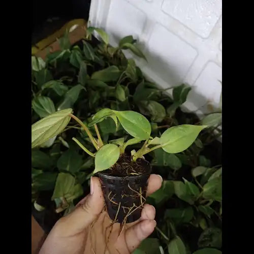 Hand holding a Philodendron Gloriosum plant sapling .