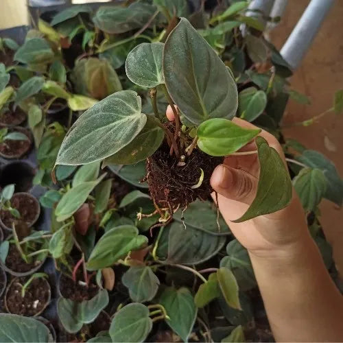 Philodendron Oxycordia Micans Plant Sapling in a hand.