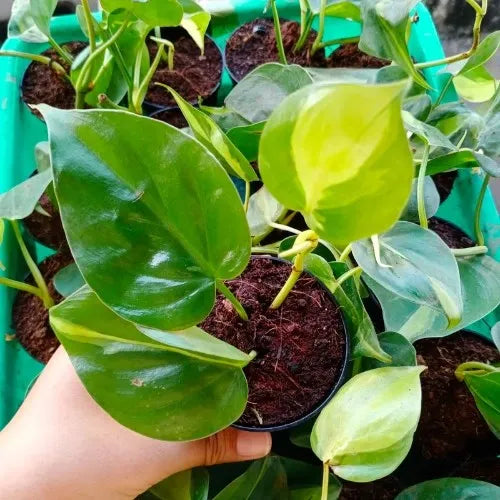 leaves of the Philodendron Oxycardium Variegated Plant Sapling.