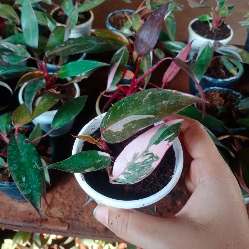 Hand holding the Philodendron Pink Princess Plant Sapling