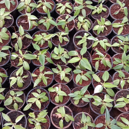 Multiple saplings of the Philodendron White Wizard plant sapling