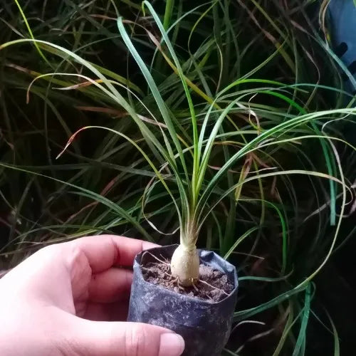Hand holding the Ponytail Plant Sapling.