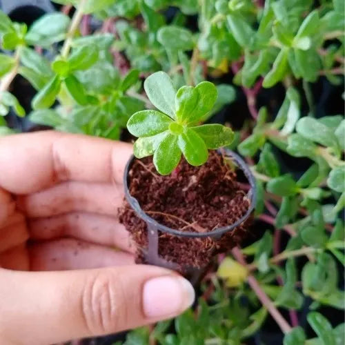 Hand holding the Portulaca Plant Sapling.