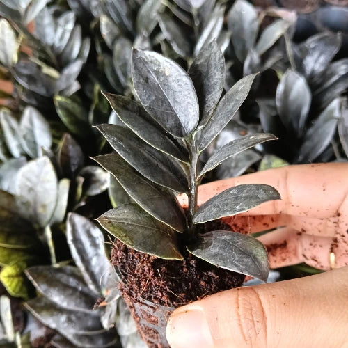 Hand holding the Rare Black ZZ Plant Sapling .