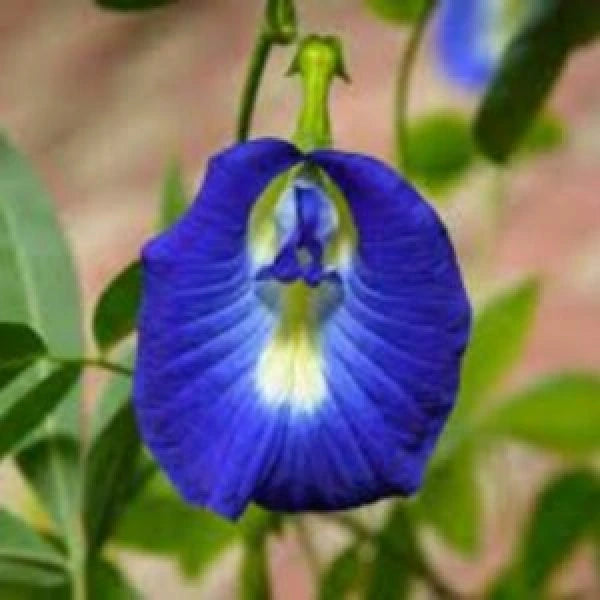 aparajita plant seeds online Buy Aparajita Blue Pea Seeds (5 Seeds)