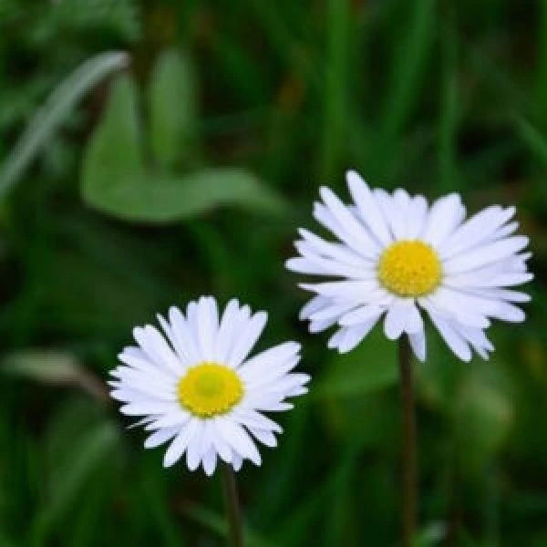 daisy flower seeds online Buy Daisy Mixed Seeds (30 seeds)