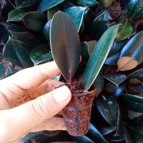 This is an image of a hand holding the rubber plant sapling.
