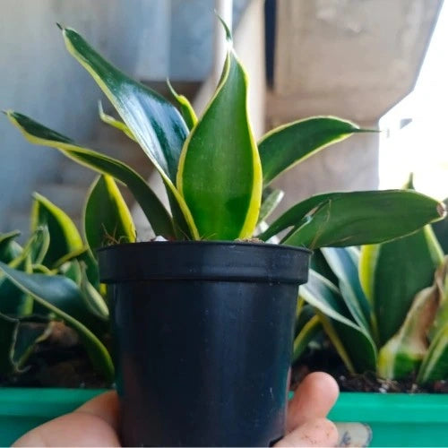 Variegated Sansevieria Golden Plant held in hand shown from the front angle