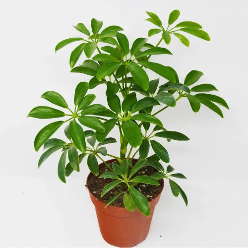 Umbrella Tree Plant Sapling planted in a pot