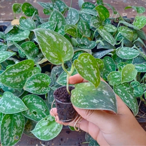 Image of a little silver money plant sapling held in a hand.
