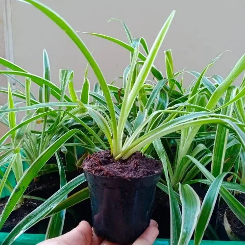 Close up view of a potted spider plant.