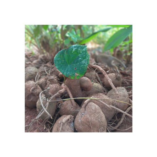 Multiple bulbs placed together.