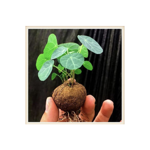 Stephania erecta plant bulb held in a hand