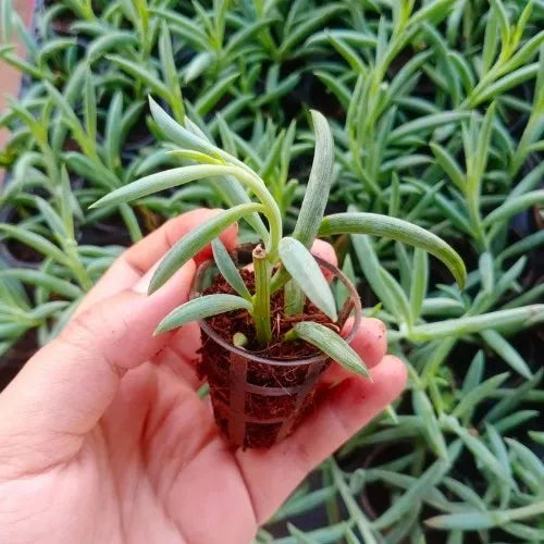Hand holding a little planter with a sapling