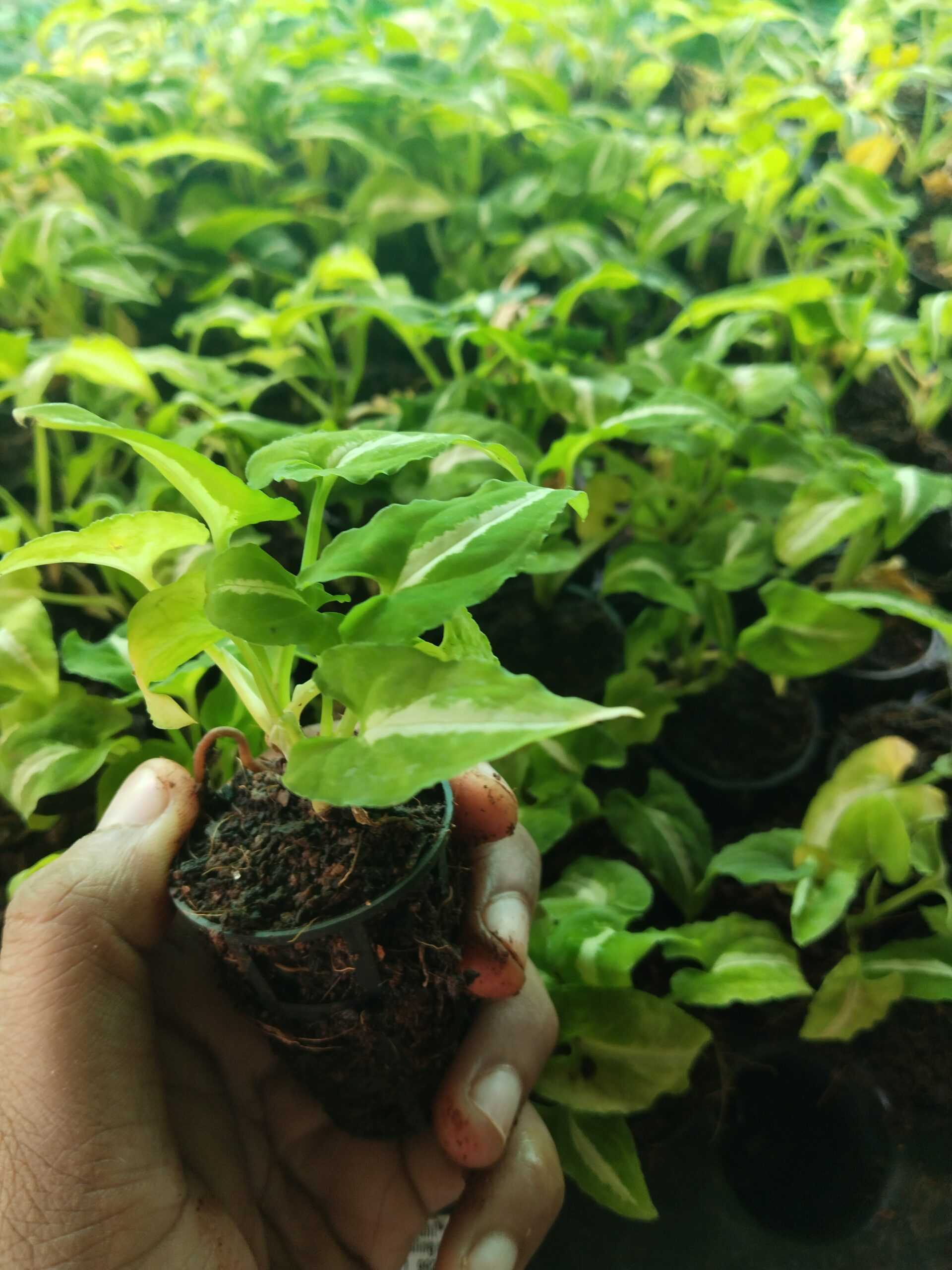 This is an image of a hand holding Syngonium Wendlandii Plant Sapling with multiple saplings in the background.