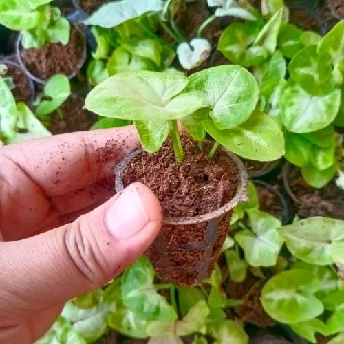 Person holding Syngonium Plant Sapling in hand