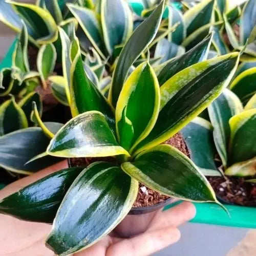 Variegated Sansevieria Golden Plant in a pot held in hand