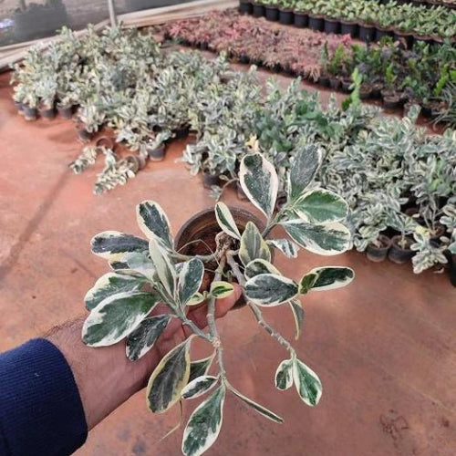 Pedilanthus Variegated Plant Sapling in a hand.