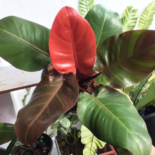 Philodendron Cherry Red Plant Sapling with its leaves.
